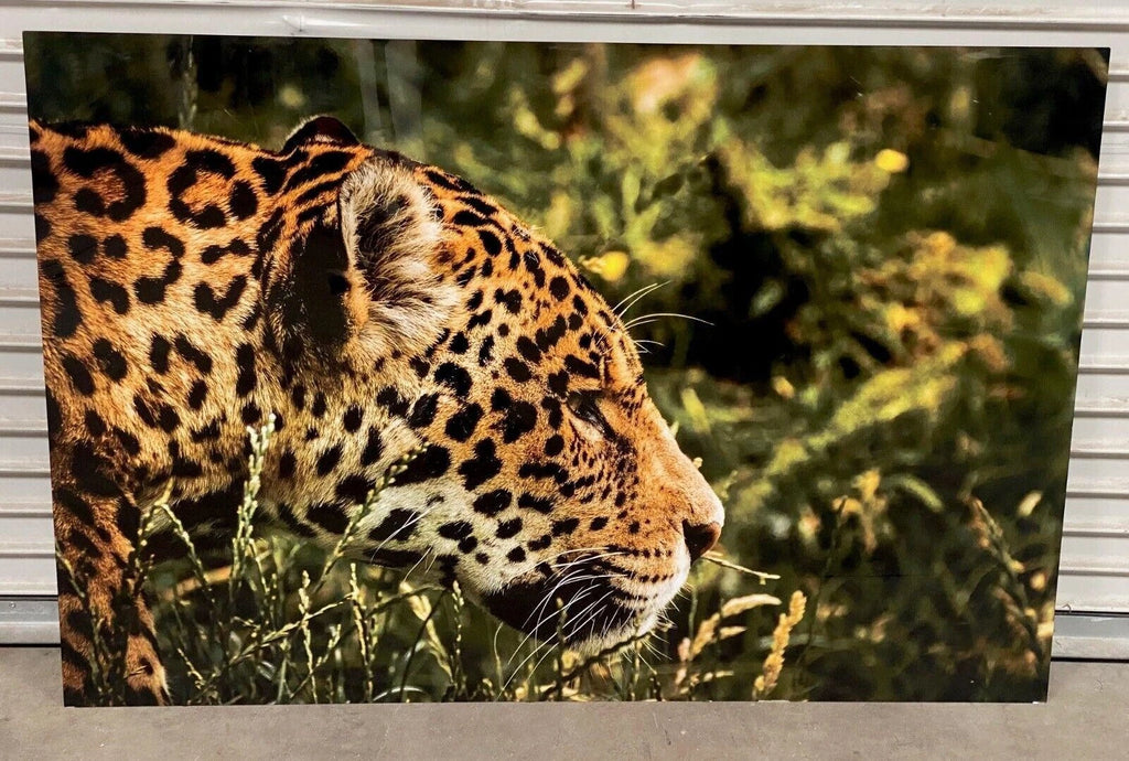 Leopard Large Metal Print 40" x 60" Nice Art Work